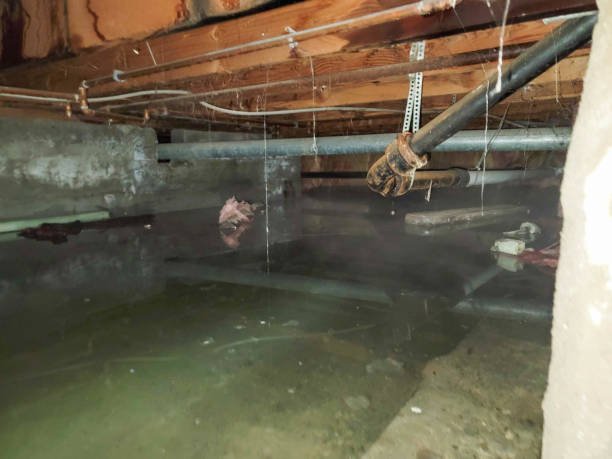 Best Basement water damage restoration  in Holualoa, HI