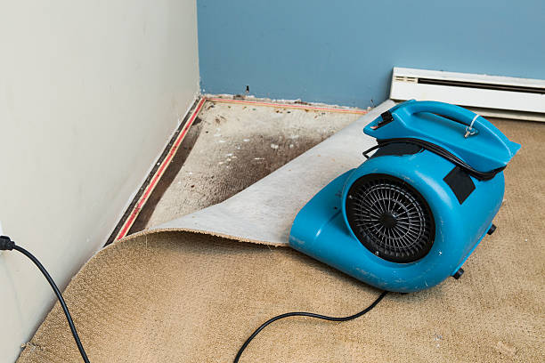Best Mold removal after water damage  in Holualoa, HI